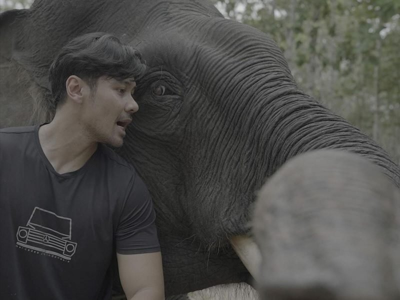 CHICCO JERIKHO MINTA PEMERINTAH TEGAS TANGANI KASUS FENCING ILEGAL YANG TEWASKAN GAJAH SUMATERA