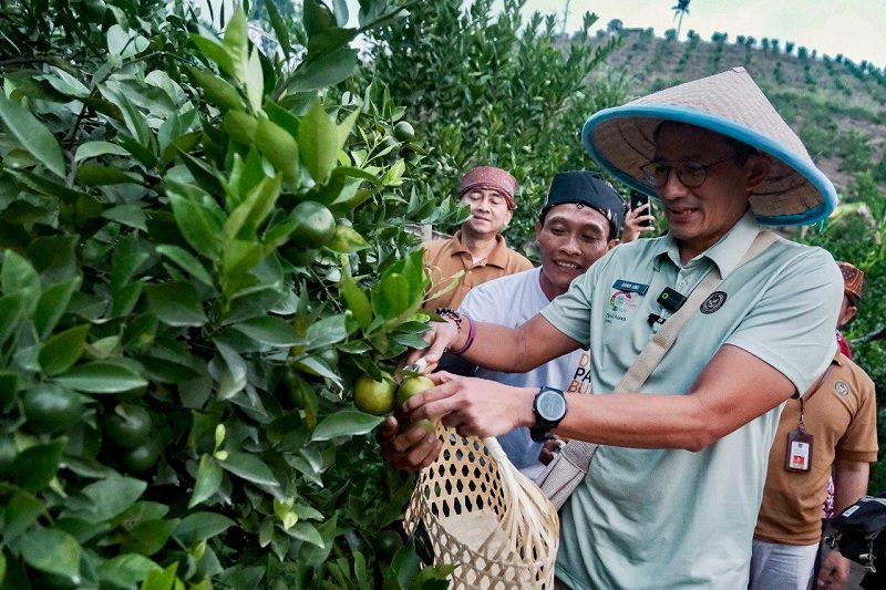 SANDIAGA UNO PETIK JERUK DI DESA WISATA WRINGINANOM MALANG