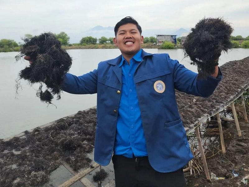 MANFAATKAN LAHAN KOSONG, MAHASISWA FPK UNAIR BUDIDAYAKAN RUMPUT LAUT