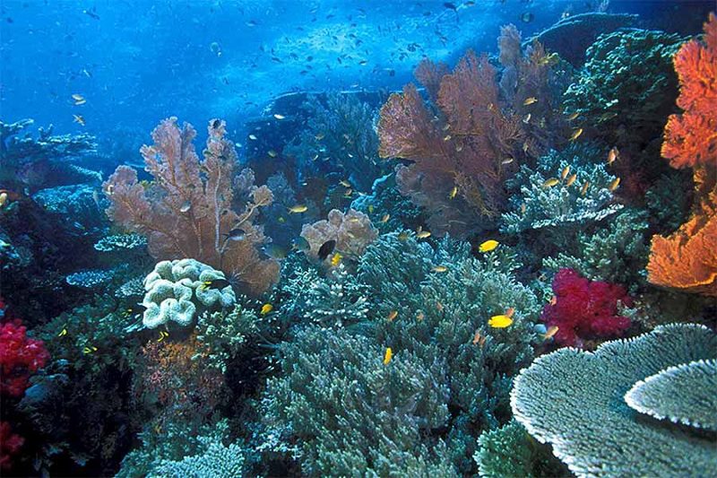 3130-Ekosistem bawah laut Indonesia KELOLA KEANEKARAGAMAN HAYATI, PEMERINTAH LUNCURKAN INDONESIAN BIODIVERSITY STRATEGY & ACTION PLAN (IBSAP)