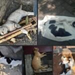 TRAGIS PEMBANTAIAN KUCING SECARA MASSAL VIRAL DI SOSIAL MEDIA.