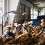 TARGET PRODUKSI KOMODITAS TEMBAKAU CAPAI 98,72 PERSEN, PTPN I REGIONAL 4 SERAP RIBUAN TENAGA KERJA PEREMPUAN