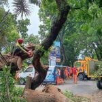 ANTISIPASI KEJADIAN POHON TUMBANG, DLH KOTA MALANG RUTIN LAKUKAN PERAWATAN