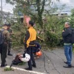POHON TUA TUMBANG DI JL. RAYA KARANGLO, 4 ORANG LUKA-LUKA
