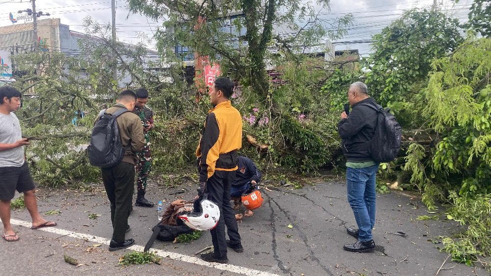 POHON TUA TUMBANG DI JL. RAYA KARANGLO, 4 ORANG LUKA-LUKA
