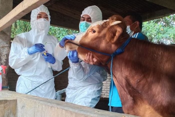 ANTISIPASI PMK, PAKAR UNAIR IMBAU PETERNAK JAGA KEBERSIHAN KANDANG DI MUSIM HUJAN