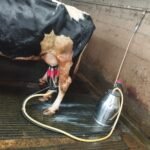 BERKAH LESTARI FARM, PETERNAKAN SUKSES DENGAN PRODUKSI 100 LITER SUSU SEGAR PER HARI