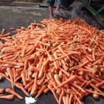 PETANI DI DESA MARON SEBALUH PUJON PANEN WORTEL BESAR-BESARAN