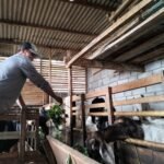 BISNIS TERNAK KAMBING DI MALANG PELUANG MENJANJIKAN, MODAL KECIL KEUNTUNGAN BESAR