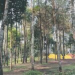 MENIKMATI KEINDAHAN HUTAN CEMPAKA PASURUAN, DESTINASI WISATA ALAM DI LERENG GUNUNG ARJUNO