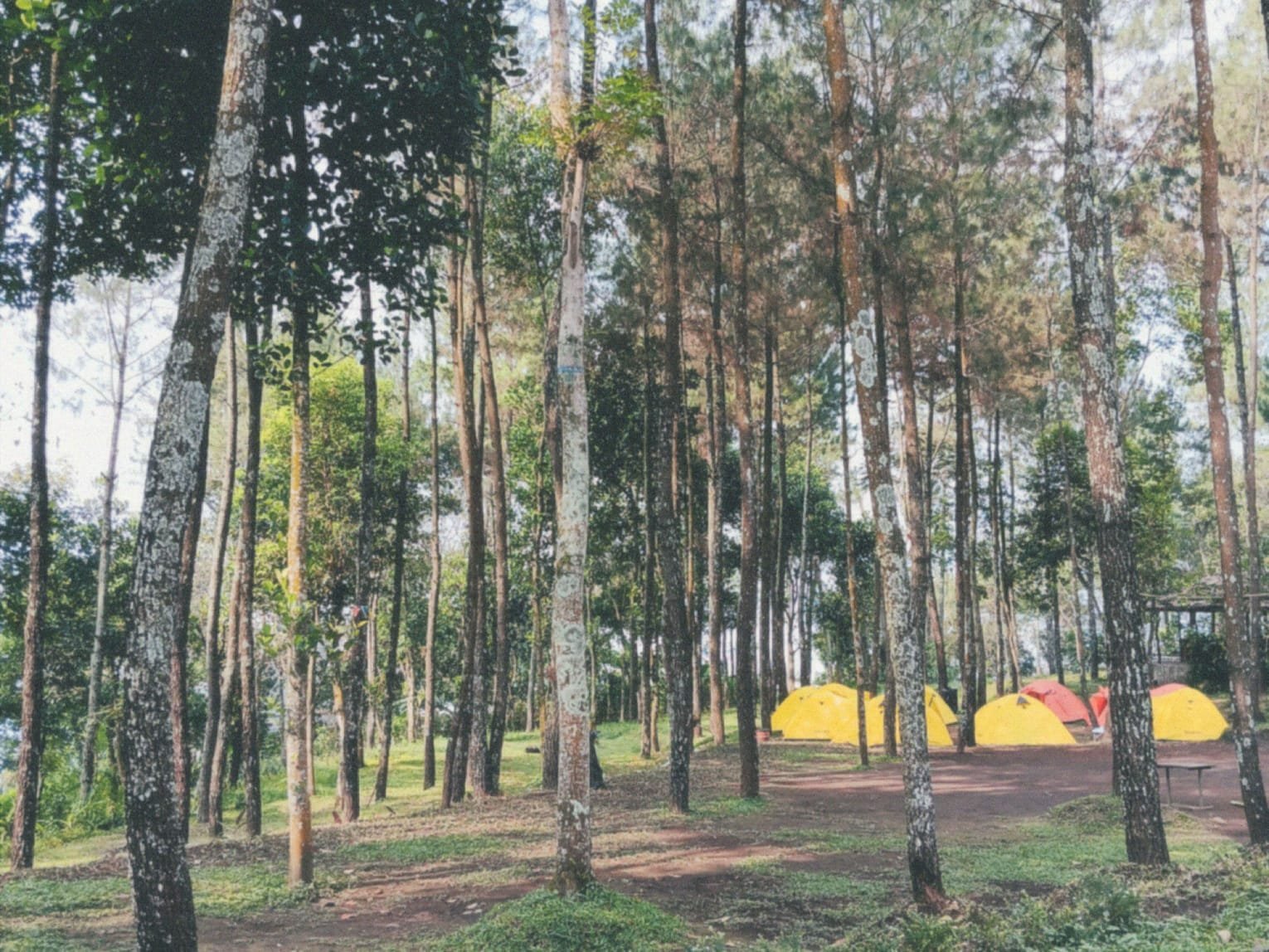 MENIKMATI KEINDAHAN HUTAN CEMPAKA PASURUAN, DESTINASI WISATA ALAM DI LERENG GUNUNG ARJUNO