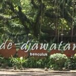 SEPERTI BERADA DI NEGERI DONGENG, KEINDAHAN ALAM HUTAN DE-DJWATAN DI BANYUWANGI BIKIN TERPESONA