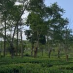 KEBUN TEH, DESTINASI WISATA ALAM YANG MENYEJUKKAN DI LAWANG