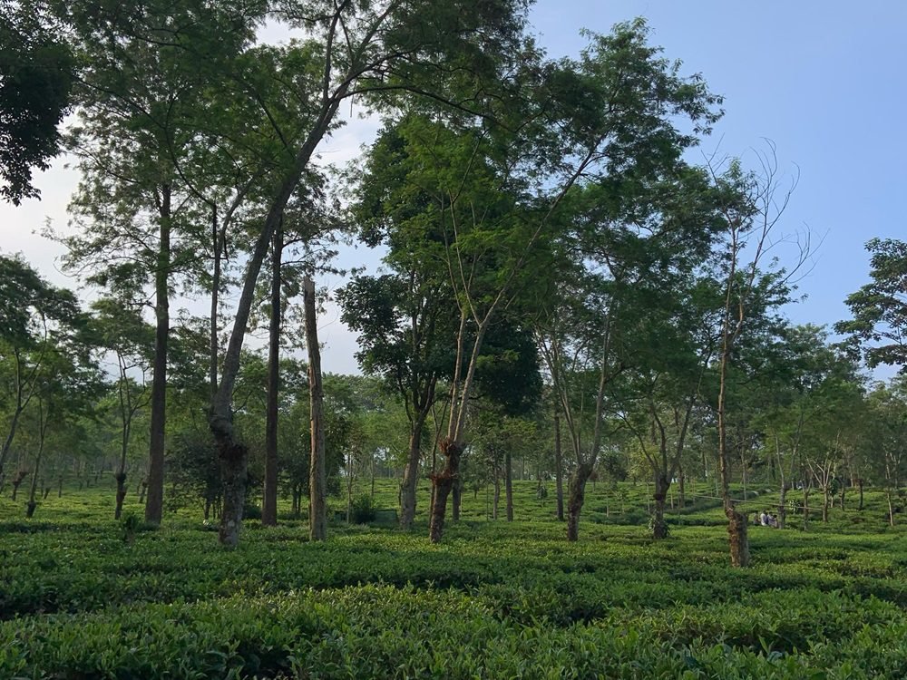 KEBUN TEH, DESTINASI WISATA ALAM YANG MENYEJUKKAN DI LAWANG