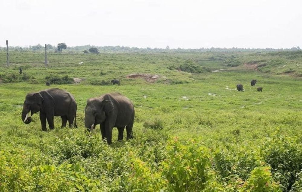 PENYEBAB GAJAH LIAR MENGAMUK DI PEMUKIMAN WARGA DI LAMPUNG TIMUR