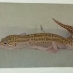 GECKO, REPTIL GEMAS YANG COCOK JADI HEWAN PELIHARAANMU