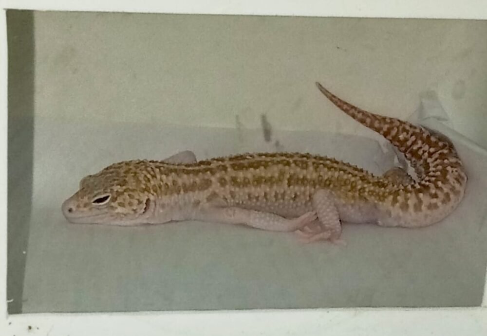 GECKO, REPTIL GEMAS YANG COCOK JADI HEWAN PELIHARAANMU