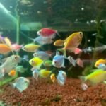 PASAR SPLENDID, SURGA IKAN HIAS DI TENGAH KOTA MALANG